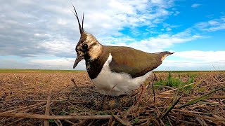 Чибис  гнездовая жизнь  Northern lapwing  nesting season [upl. by Malvina]