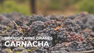 Spanish Wine Grapes Garnacha [upl. by Eive]