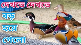 হাস গুলোকে নতুন সেট আপে ছেড়ে দিলাম mandarinduck [upl. by Ozzy742]