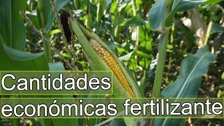 Fertilización en el CULTIVO del maíz Como fertilizar el maíz cantidades [upl. by Carboni]