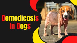 Demodicosis in Dogs Causes Symptoms and Treatment Explained 2023 [upl. by Eedyah752]