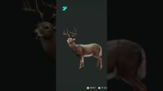 Whitetail Deer – All of the Wild wildhunting gaming gameplay [upl. by Chere]