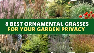 8 Best Ornamental Grasses for Your Garden Privacy [upl. by Minda]