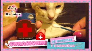 COMO CURAR🧴 A UN GATO HERIDO👩‍⚕️ [upl. by Berry]