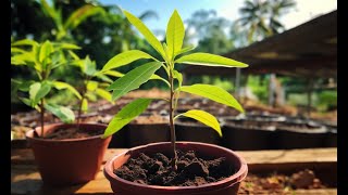 Mango Seeds  Germinating In A Pot  Growing A Mango Tree From Seed [upl. by Lehcin]