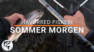 Havørred 🐟 Fiskeri 🎣Sommer Morgen ☀️ [upl. by Eissim]