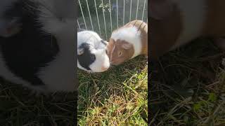 Happy cute guniea pigs eating grass sound calming relaxing soothing cuteanimals cute gunieapig [upl. by Nycila341]