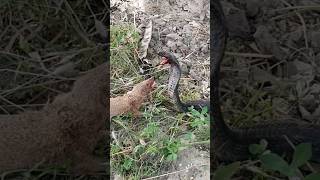 Mongoose and Black Cobra Snake are in the Battle Field snakeandmongoosecobravsmongoose wildlife [upl. by Leinad937]