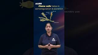 Platyhelminthes Watch this OneMinute Class and Get Better Understanding of these Topic shorts [upl. by Wells874]