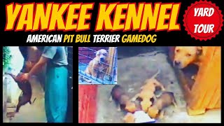 YANKEE KENNEL 💥 GAME DOG KENNEL 💥APBT YARD TOUR [upl. by Clapper]