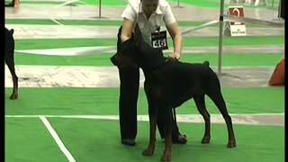 Ukrainian Dobermann Championship 2011  Black Males  Open class [upl. by Anaehs]