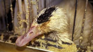 Foie Gras Animal Cruelty and Consumer Threat [upl. by Sommer]