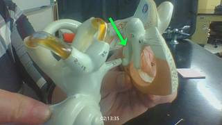 EAR ANATOMY anatomical model of the ear  practical exam tutorial [upl. by Nyllij407]