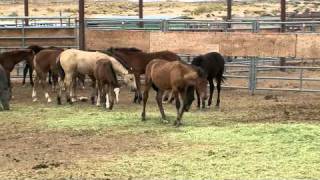 BLM Wyoming Adobe Town Gather [upl. by Doane572]