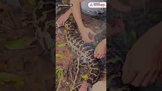 7Ft Python Rescued from Fishing Net Viral Trending WildLife [upl. by Nwahsad]