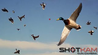 Duck Hunting Highlights  with a Shotkam [upl. by Ymia]