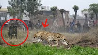 Himalayan mastiff destroys a leopard [upl. by Alyl]