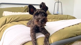 Lets Talk about What Happened To My Schnauzer  Whats It Like To Own A Miniature Schnauzer [upl. by Kegan]