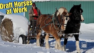 Hauling Hay with Draft Horses Using Loose Hay ForksTraining a Percheron Stallion [upl. by Einna463]