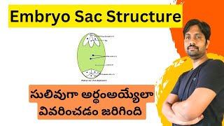 Embryo sac Structure Explained in Easy Way [upl. by Klein]