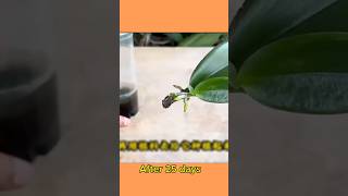 How to propagate phalaenopsis orchid from leaves  Orchid care flowers orchidcare sorts [upl. by Sixel]