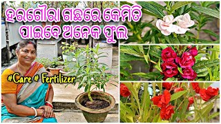 ହରଗୋୖରା ଗଛରେ କେମିତି ପାଇବେ ଅନେକ ଫୁଲ  Rose balsam plant  care  fertilizer  Detail in Odia [upl. by Atoiyanap30]