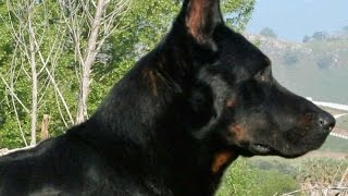 French Shepherd Beauceron Berger de Beauce [upl. by Karen964]