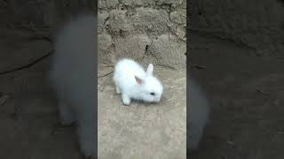 angora rabbit cute babyamazing baby rabbityoutubeshortshortvideo [upl. by Bradeord]