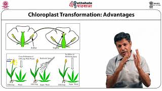 Chloroplast Transformation 1 [upl. by Markiv207]