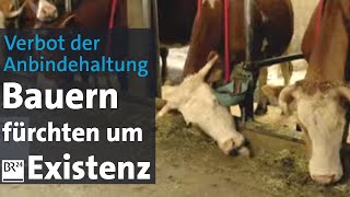 Verbot der Anbindehaltung Bauern fürchten um Existenz  BR24 [upl. by Neruat]