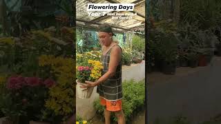 Affordable Mums Flowering Days year 7 plants hermiesonajo shorts fyp [upl. by Elletsyrc]