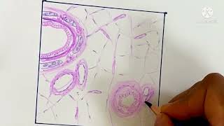 Histology Drawing of Lung Respiratory system  bronchi  bronchioles drurmila3614 microscopic view [upl. by Ennad]