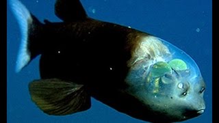 Facts The Barreleye Fish Spook Fish [upl. by Prussian334]