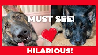 FUNNY MUST SEE A German Shepherd’s Winter Love Letter 😂 [upl. by Elocal330]