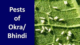 How to manage Insect Pests of Bhindi or Okra Abelmoschus esculentus [upl. by Ydnik]