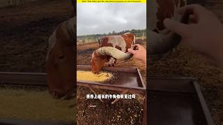 The cow with the longest horn in the world।😱shortvideo amazingfacts [upl. by Maye]