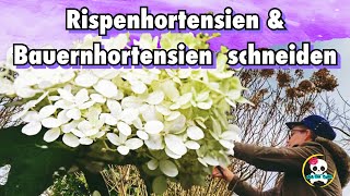 Rispenhortensie amp Bauernhortensie schneiden  Frühjahr  Hortensien richtig schneiden [upl. by Cavuoto446]