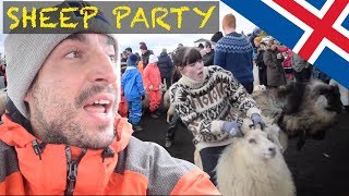 Crazy Icelandic SHEEP PARTY 🇮🇸Réttir on Golden Circle [upl. by Alyworth]