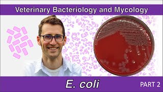 Escherichia coli Part 2  Veterinary Bacteriology and Mycology [upl. by Albers]