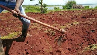 How to make Best Furrows Basin Irrigation for watermellon and Buternuts farming Letsgrowtogether [upl. by Adnohsak397]