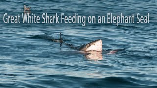 15ft Great White Shark feeding on an Elephant Seal at the Farallon Islands [upl. by Ardnasal]