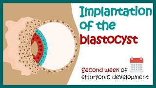 Implantation of the blastocyst  Week 2 of embryonic development  Developmental biology [upl. by Nosiddam934]