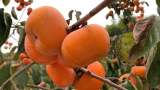 Persimmon Festival persimmon groves are full of fruits a feast for the eyes and mouth [upl. by Suhploda]