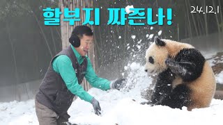 24121 할부지 짜즌나 후이바오 후이 강바오 파놀킨 panda 판다 [upl. by Rind]