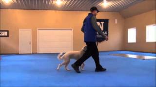 Rosie Labradoodle Dog Training Boot Camp Video [upl. by Anialad549]