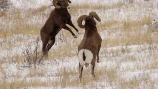 6 BIGHORN SHEEP RAMS HEADBUTTING in the RUT HD  Wildlife PhotographyColoradoTetonsJackson Hole [upl. by Dumah]