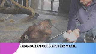 Orangutans Adorable Reaction to Magic [upl. by Fowler]