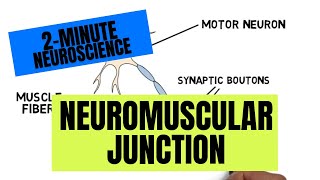 2Minute Neuroscience Neuromuscular Junction [upl. by Kohler]