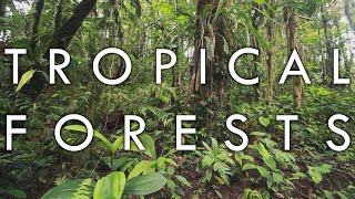 Tropical Rainforest and Tropical Seasonal Forest  Biomes1 [upl. by O'Donoghue668]