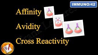 Affinity Avidity and Cross Reactivity FLImmuno42 [upl. by Aicert]